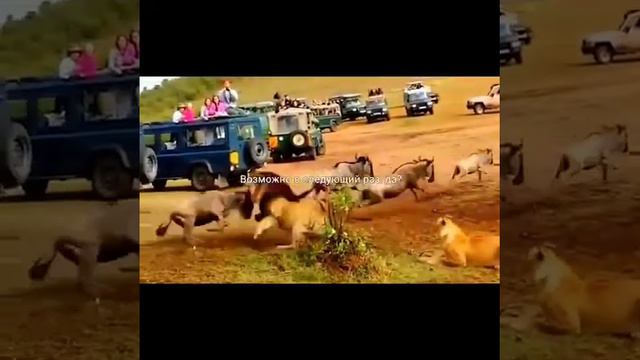 Настоящий Лев | Может в следующий раз!?