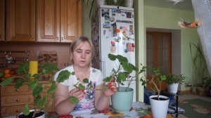 Герань уход в домашних условиях. Как правильно формировать герань и когда это лучше делать?