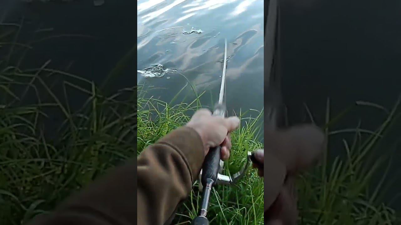 Полосатый разбойник смотреть онлайн