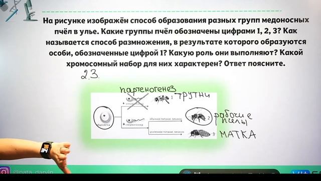 Виды размножения смотреть онлайн