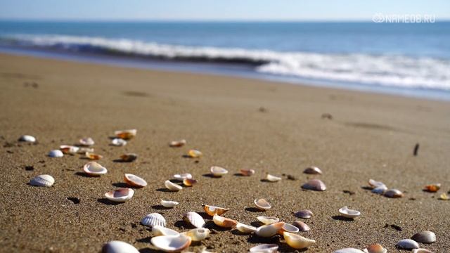 Знак Зодиака Мужчина-Дева: Характеристика и Совместимость смотреть онлайн