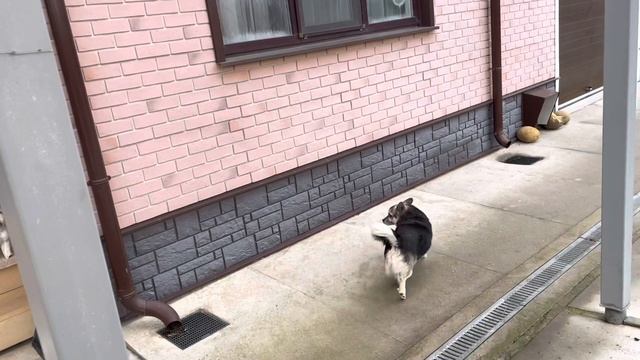 Общежитие для французских бульдогов… ремонт и реконструкция смотреть онлайн