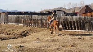 Обучение лошади Республика Алтай