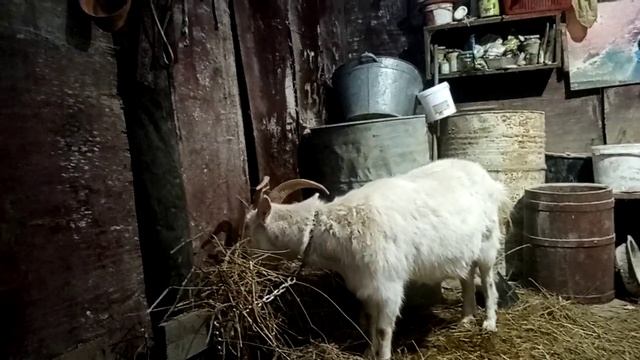 О пользе козьего молока. Мой опыт смотреть онлайн