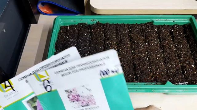 Мохровая петуния.🌺🌺🌺.Взошла👍👍👍😊