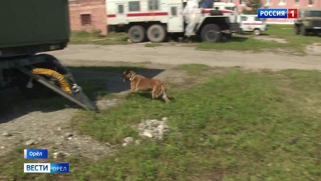 В Орле служат около трех тысяч собак