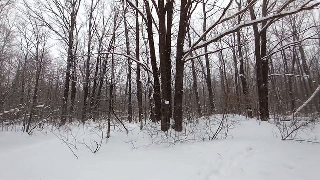 Зимний Воронежский лес смотреть онлайн