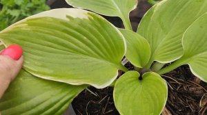 17.10.22 ХОСТЫ (Captains's Adventure и Invincible),перемены через 1,5 месяца посадки.