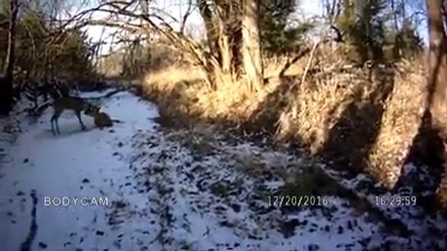 Егерь спас оленей смотреть онлайн