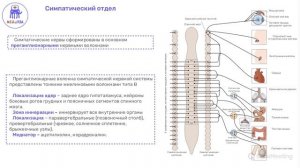 Вегетативная нервная система | Нормальная физиология
