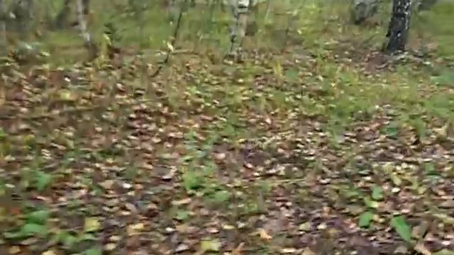 Ермишь сбор грибов смотреть онлайн