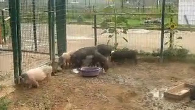 ярославский зоопарк. свинки.mp4 смотреть онлайн
