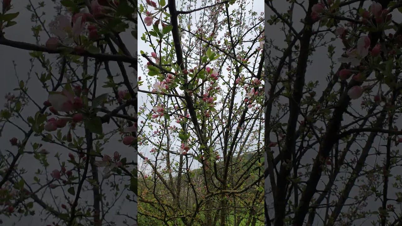 Good spring morning! смотреть онлайн