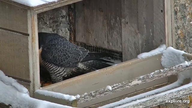GSB Falcons. 40/Z Savanna & Newman bonding in the nest box- explore.org 03-10-2023 смотреть онлайн