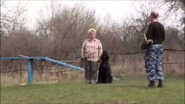 Тренировка послушание при раздражителях смотреть онлайн