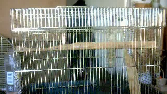 degu австралийская белка смотреть онлайн