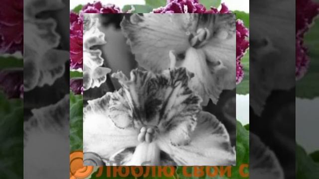 Разновидности фиалок??? смотреть онлайн