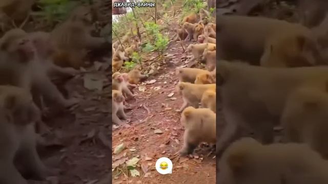 Озвучка: В Мире Животных Обезьян смотреть онлайн