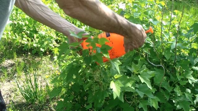 ТЛЯ на СМОРОДИНЕ . СУПЕР СОСТАВ от ТЛИ и ШЕЛКОПРЯДА смотреть онлайн