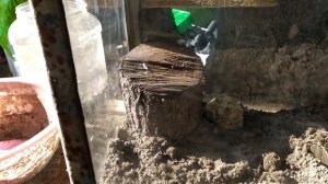 Улитки Ахатины в аквариуме. Как сделать террариум для улиток