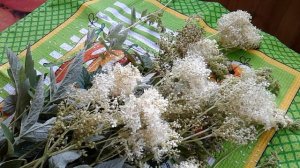 ТАВОЛГА ИЛИ БЕЛОГОЛОВНИК! ЦЕЛЕБНЫЕ СВОЙСТВА. ЗАГОТОВКА ТРАВЫ.