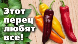 Сорта перца Палермо. Выбирайте любой - все хороши