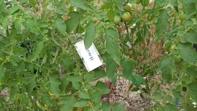 №23 "Ильди". Сорта помидоров. Выращивание помидоров. Огород. Сад. Томаты. Чери. смотреть онлайн