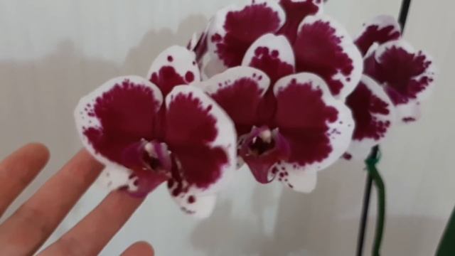 Орхидеи настроения -- любуемся и болтаем.Принц говорун. смотреть онлайн