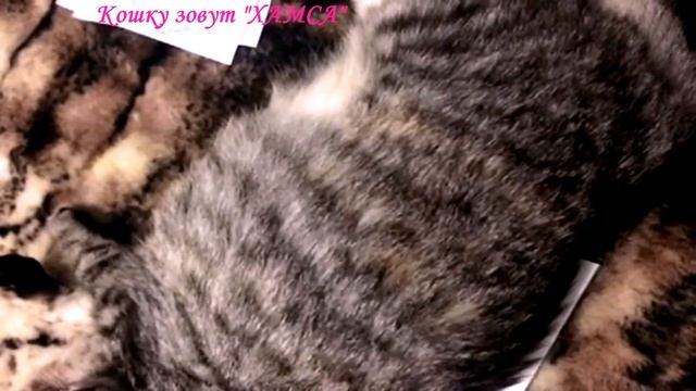 Беременная кошка - шевелятся котята в животике у кошки Хамсы смотреть онлайн