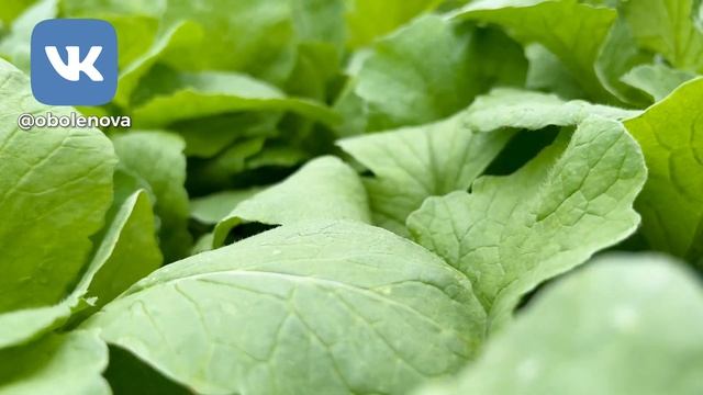 Как получить большой и ранний урожай. Шепотки и заговоры на урожай смотреть онлайн
