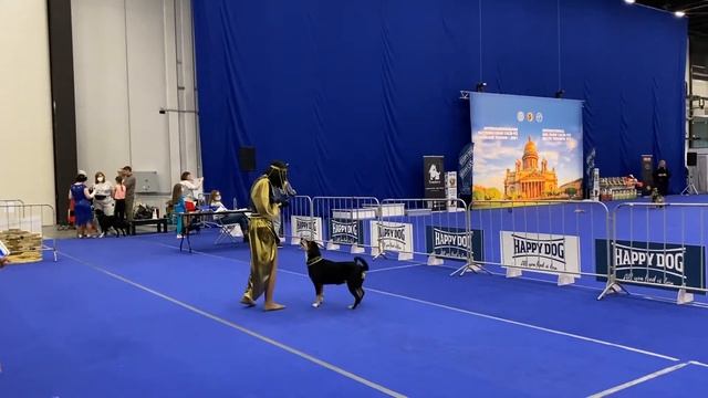 Танцы с собаками. Dog dance. Комарова Александра & Шкода. Пре-ринг. 06.03.2021г. смотреть онлайн