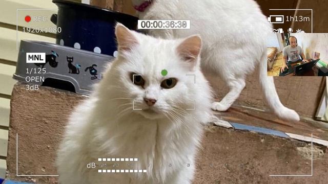 Одна кошка шипела и рычала на девушку и вот почему.. смотреть онлайн