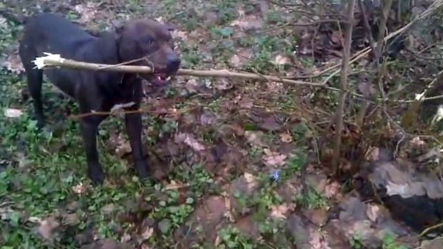 питбуль, сука, кусачий смотреть онлайн