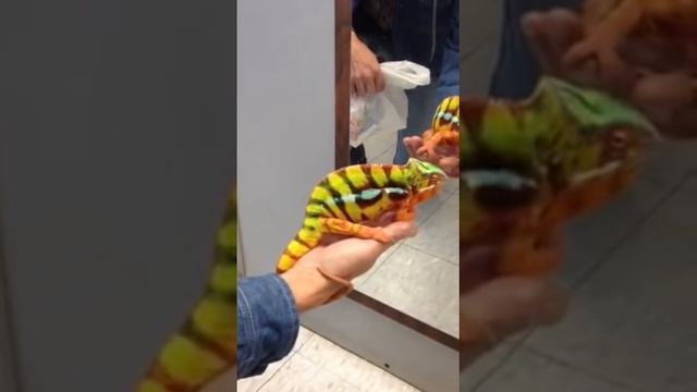 Panther chameleon changes color! Awesome!! смотреть онлайн