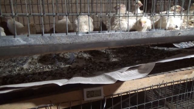 Малыши заселились. Техасские перепела. Часть 2. смотреть онлайн