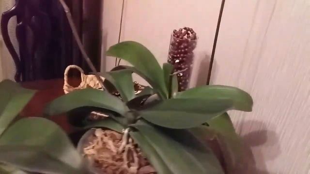 Начало цветения после полива орхидей аммиаком. смотреть онлайн