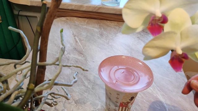 Из одной орхидеи несколько! смотреть онлайн