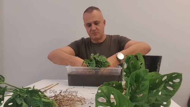 44. Monstera Adansonii lub Monkey Mask. Porównanie roslin z Dino, Lidla, Biedronki i Leroy Merlin. смотреть онлайн