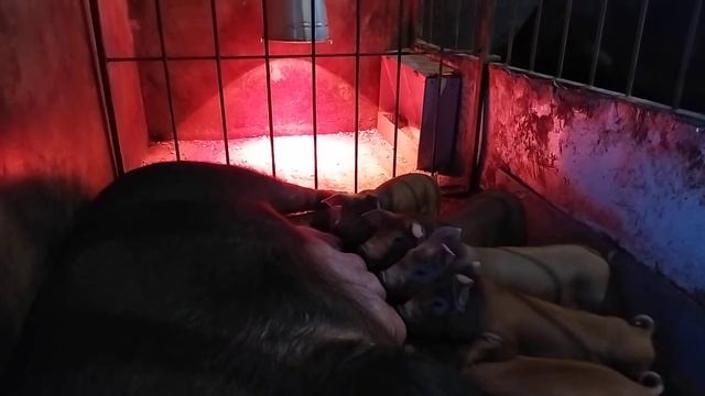 обед дюрков смотреть онлайн