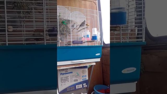 Пение зяблика