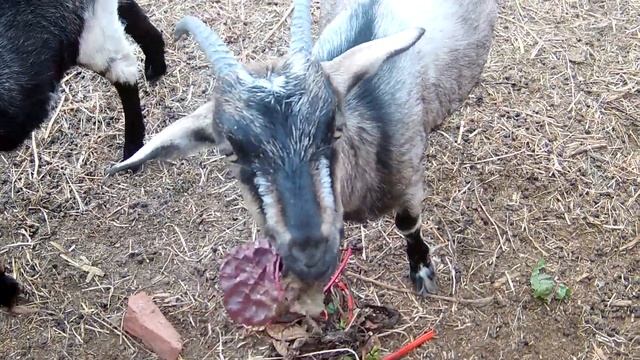 Деньги из мусора\\Сдаю латунь и алюминиевые банки\\Зачем я покупаю саженцы? смотреть онлайн