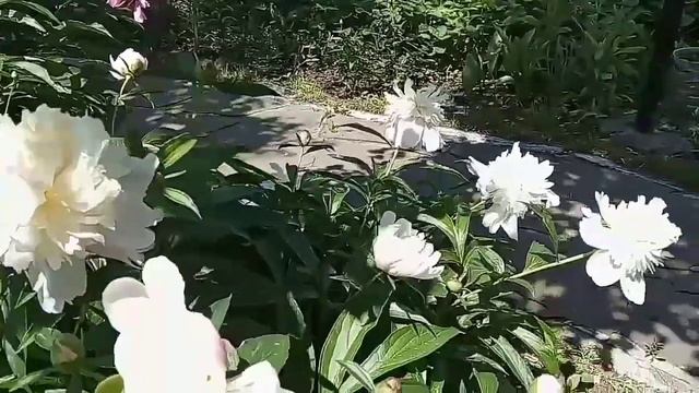 ЦВЕТУЩИЕ ПИОНЫ в моем саду! 29 мая! смотреть онлайн