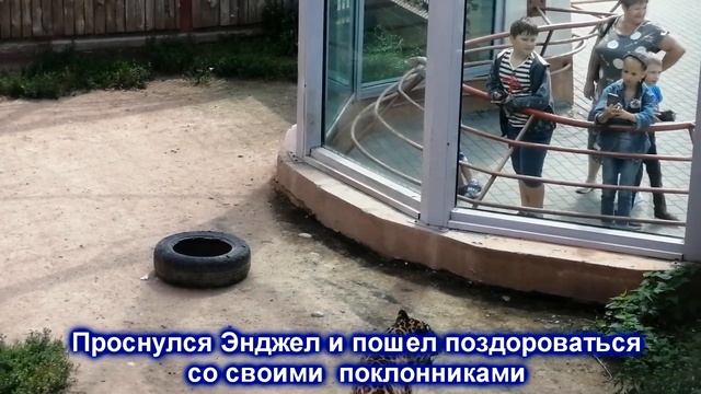 КАМЫШОВАЯ КОШКА освоилась в новом жилье/ ЯГУАРЫ, оказывается, владеют гипнозом смотреть онлайн