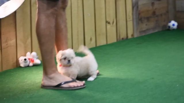 Qinyang Qingling September 12, 2020 смотреть онлайн