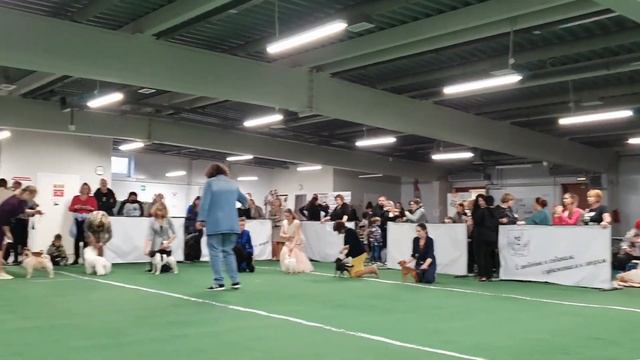 15.10.2023, СПб. Клуб "КАПИТОЛИЙ". Выставка собак CAC 9 группы FCI смотреть онлайн