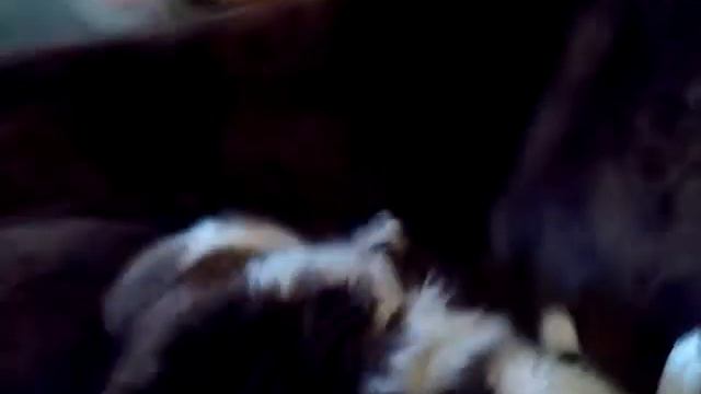 Важные новости!!! Принесли чужую кошку в дом!?!?🙀🙀🙀 смотреть онлайн