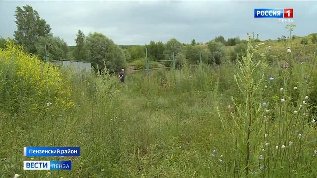 В Пензе выясняют причину массовой гибели рыбы в Старой Каменке