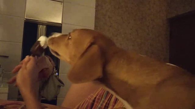 Что будет, если собаке дать мороженое?)) смотреть онлайн