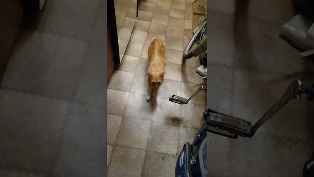 Кот после кастрации ( после двух часов)