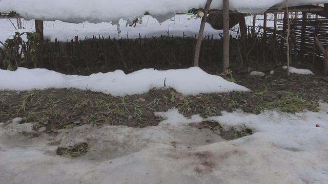 Полу-парник для черенков смотреть онлайн